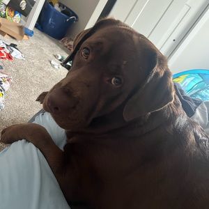 Meet your Posher, Bella